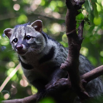 Civet
