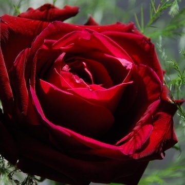 Crimson Rose